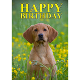 Charles Sainsbury-Plaice Happy Birthday Fox Red Labrador Greeting Card